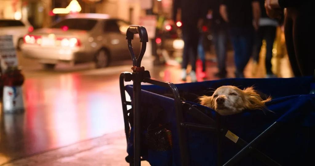 Small dog resting in a stroller on a city street at night