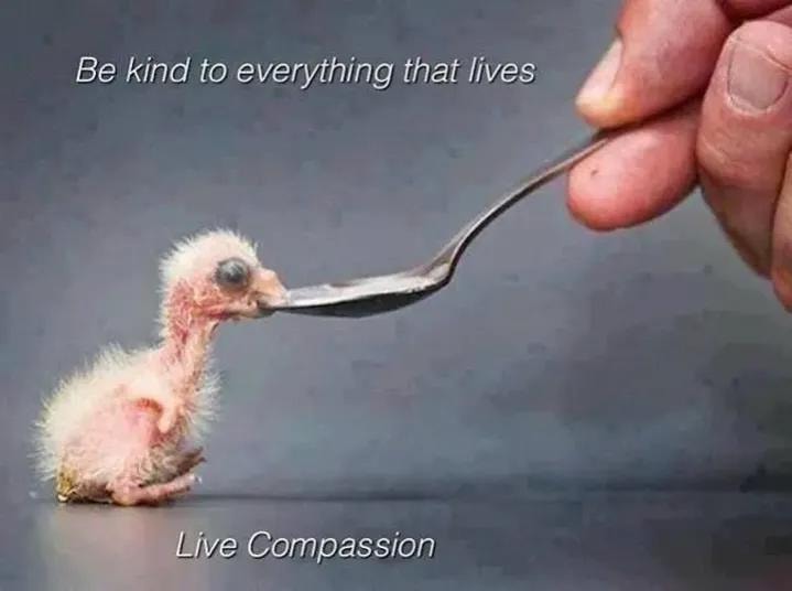 Baby bird being fed with message about compassion